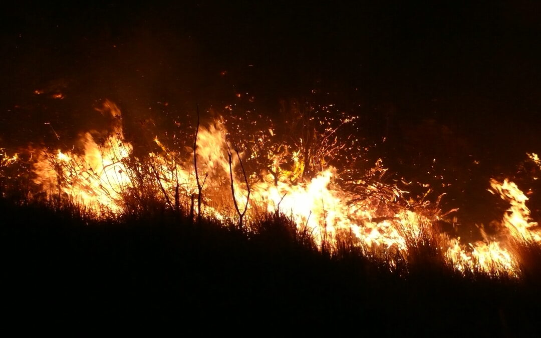 Fynbos and Fire